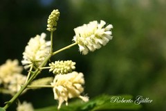 Senegalia bonariensis