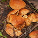 Cortinarius areolatoimbricatus - Photo (c) Reiner Richter, some rights reserved (CC BY-NC-SA), uploaded by Reiner Richter