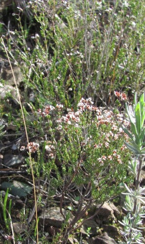 Erica umbellata, photograph 1