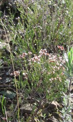 Erica umbellata