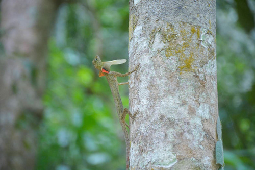Blanford's Flying Lizard