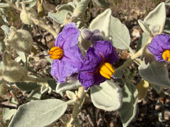Solanum lasiophyllum, photograph (c) smathichong, some rights reserved (CC BY)