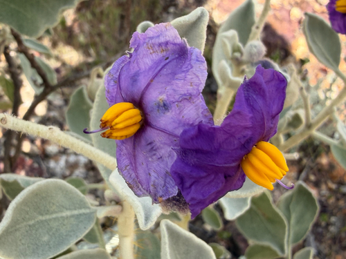 Solanum lasiophyllum, photograph 4