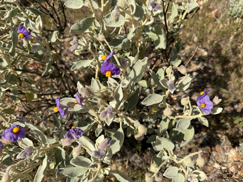 Solanum lasiophyllum, photograph 5