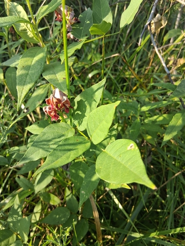 American groundnut