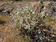 Solanum lasiophyllum, photograph (c) smathichong, some rights reserved (CC BY)