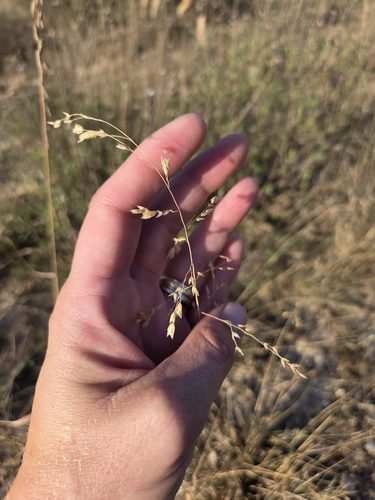 Tridens texanus, photograph 1