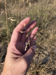 Tridens texanus