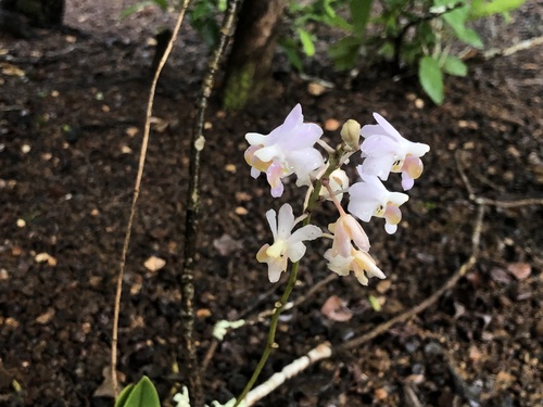 Phalaenopsis pulcherrima