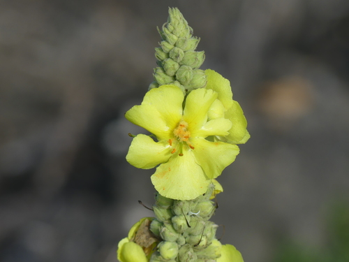 Verbascum densiflorum, photograph 6