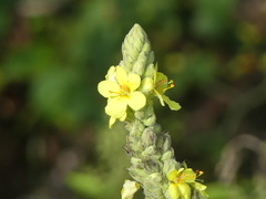 (c) DDutrey, some rights reserved (CC BY) Verbascum densiflorum, photograph (c) DDutrey, some rights reserved (CC BY)