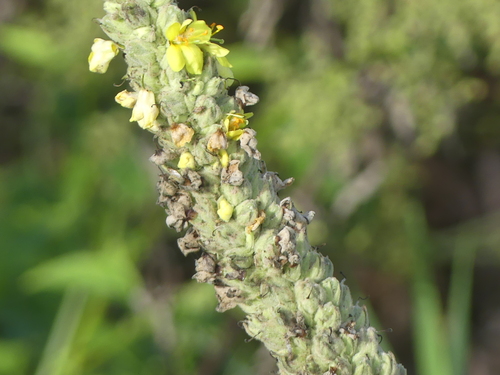 Verbascum densiflorum, photograph 5
