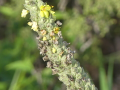 (c) DDutrey, some rights reserved (CC BY) Verbascum densiflorum, photograph (c) DDutrey, some rights reserved (CC BY)