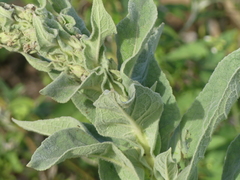 (c) DDutrey, some rights reserved (CC BY) Verbascum densiflorum, photograph (c) DDutrey, some rights reserved (CC BY)