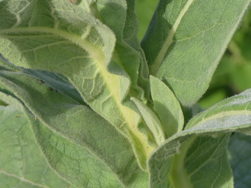 Verbascum densiflorum, photograph 3