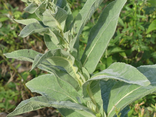 Verbascum densiflorum, photograph 1