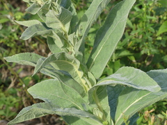 (c) DDutrey, some rights reserved (CC BY) Verbascum densiflorum, photograph (c) DDutrey, some rights reserved (CC BY)