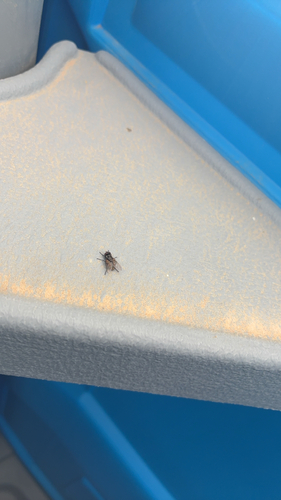 Common House Fly