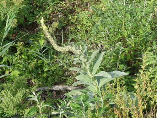Verbascum densiflorum