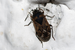 Trapezonotus arenarius