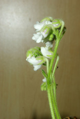 Streptocarpus pogonites image