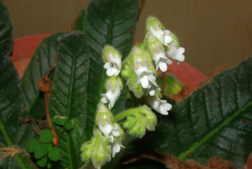 Streptocarpus pogonites image