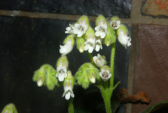 Streptocarpus pogonites image