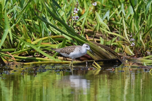 iNaturalist image