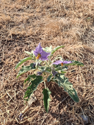 silverleaf nightshade