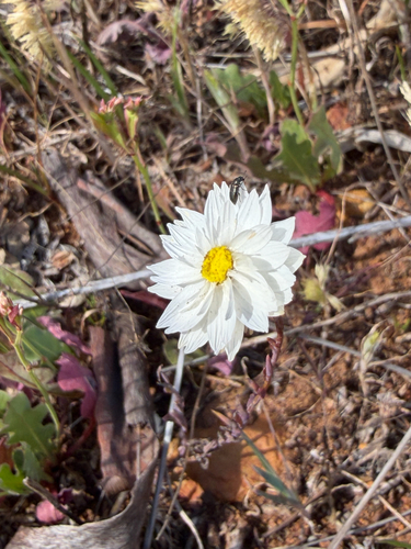 Rhodanthe chlorocephala, photograph 4