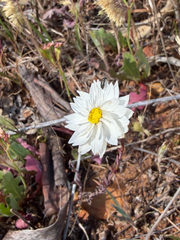 Rhodanthe chlorocephala, photograph (c) smathichong, some rights reserved (CC BY)