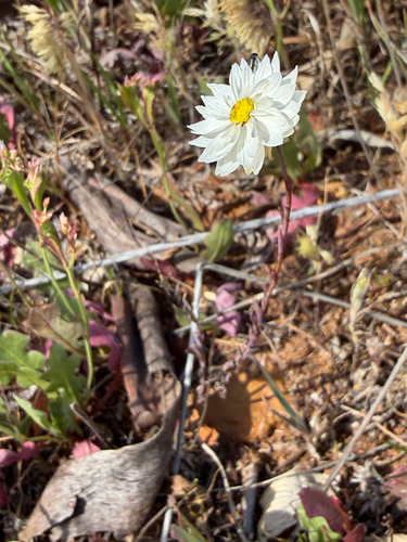 Rhodanthe chlorocephala, photograph 5
