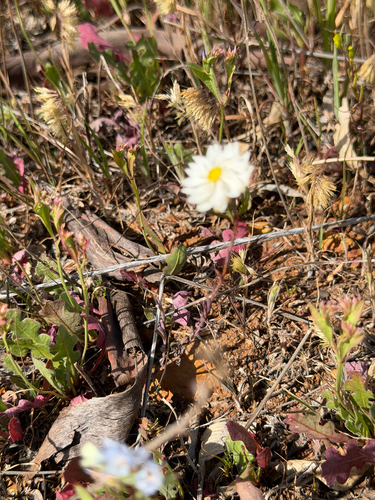Rhodanthe chlorocephala, photograph 6
