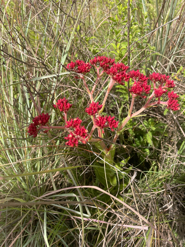 Crassula alba