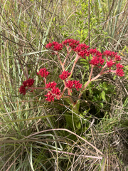 Crassula alba