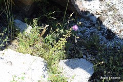 Trifolium angustifolium