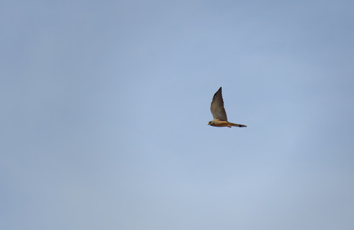 Lesser Kestrel