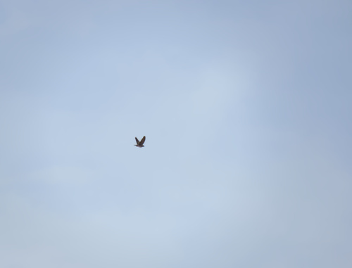European Turtle-Dove