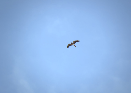 Montagu's Harrier