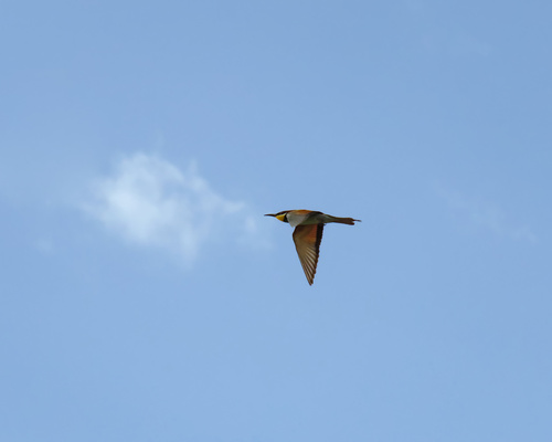 European Bee-eater