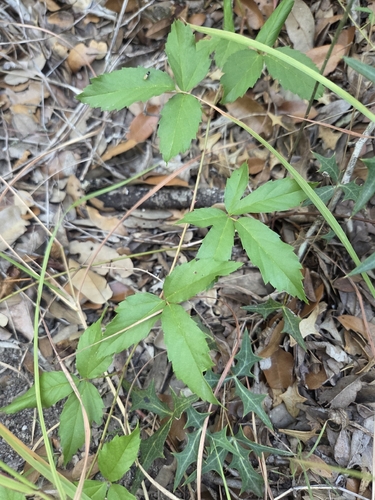 Rubus trivialis, photograph 3