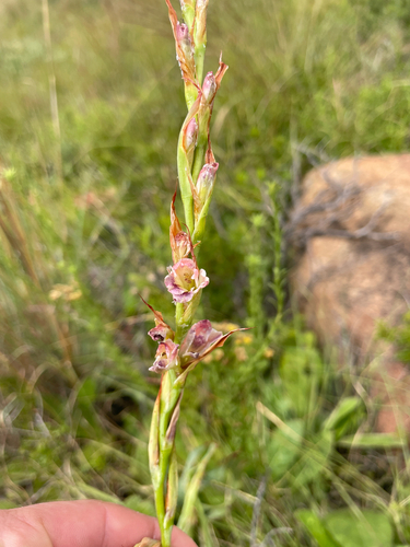 Gladiolus crassifolius, photograph 4
