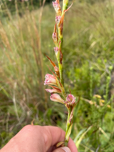 Gladiolus crassifolius, photograph 5