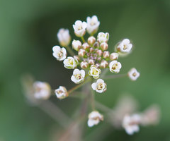 Capsella bursa-pastoris