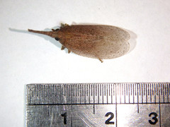 Rentinus dilatatus