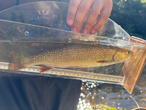 Brook Trout