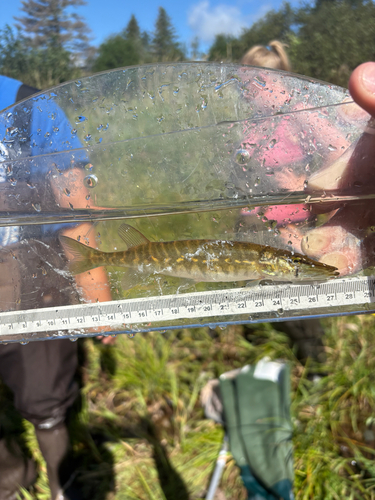 Chain Pickerel