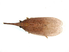 Rentinus dilatatus