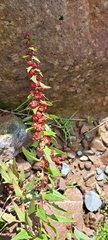 Blitum virgatum, photograph author not stated, no rights reserved