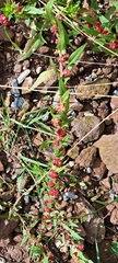 Blitum virgatum, photograph author not stated, no rights reserved